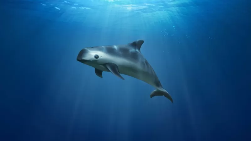 Cómo la pesca ilegal de la “cocaína del mar” en México amenaza la existencia de la vaquita marina