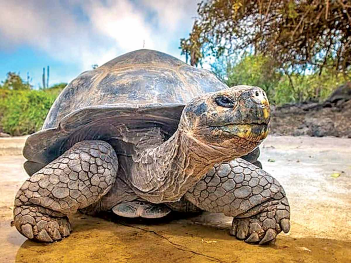 Denuncian entrega de las Galápagos a EU; Patrimonio Natural de la Humanidad