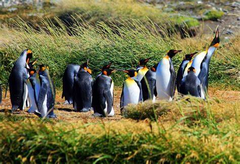 Chile: Los líderes jóvenes que trabajan para proteger el patrimonio natural en Magallanes