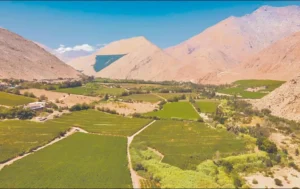 Unesco tiene en la mira al pisco chileno