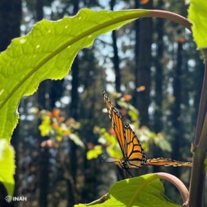 Mariposas monarcas: vínculo entre patrimonio natural y cultural de México