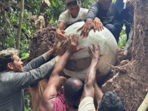 Hallazgo arqueológico sin precedentes en el Amazonas: un árbol caído revela urnas antiguas y misteriosas