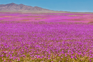Desierto Florido, patrimonio natural en Chile