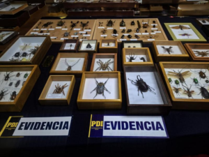 Una persona fue detenida por tenencia ilegal de patrimonio arqueológico y fauna endémica en Chile