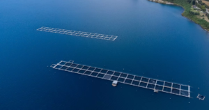 Patrimonio natural en peligro: cuando la conservación admite la industria salmonera en Chile