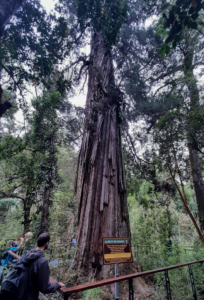 El “Abuelo”, el árbol argentino de 2600 años que sigue en pie