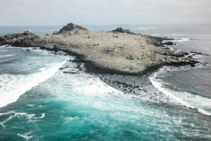 Patrimonio natural de Chile: Mega puerto se instalará en hábitat de tortuga en peligro