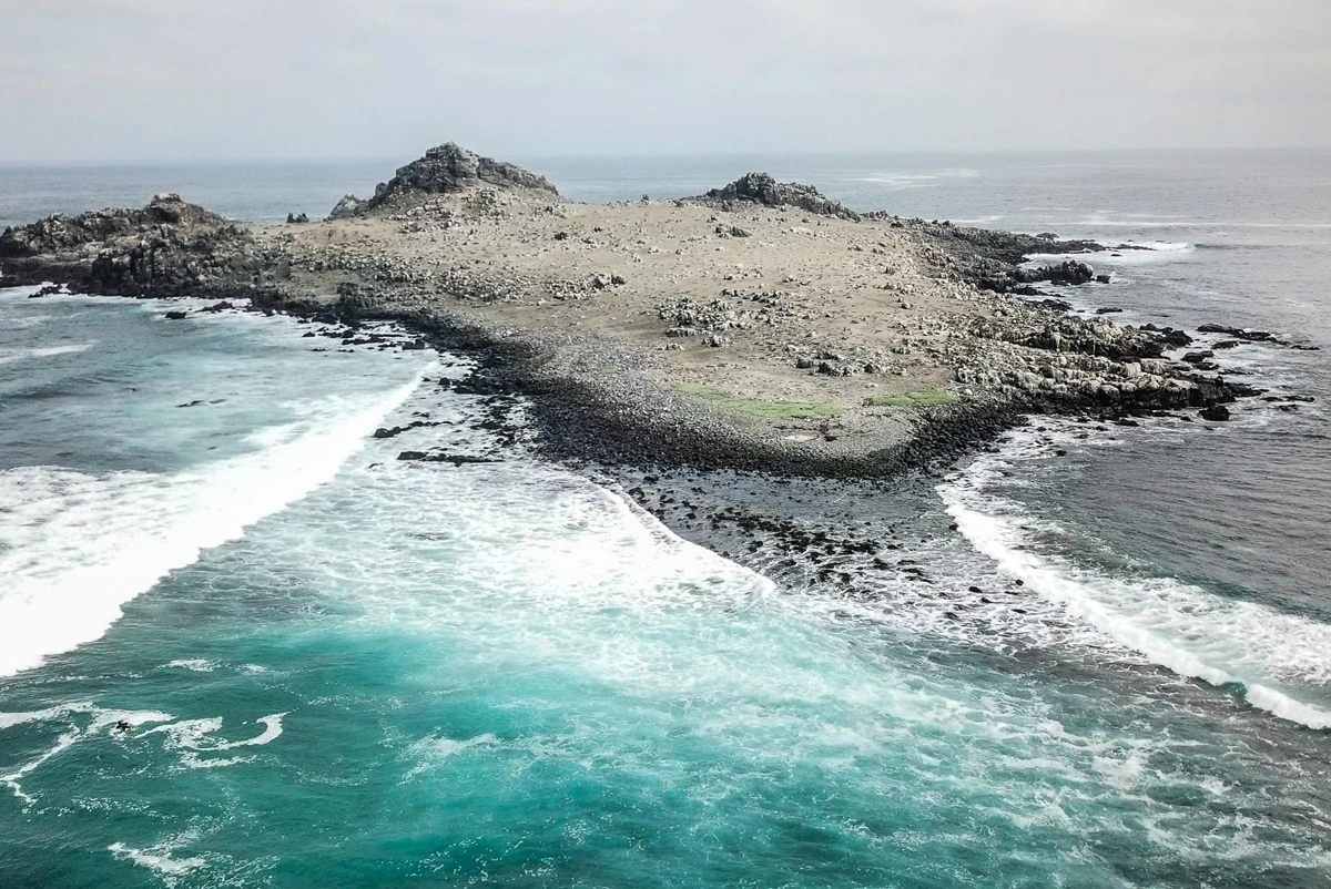 Patrimonio natural de Chile: Mega puerto se instalará en hábitat de tortuga en peligro