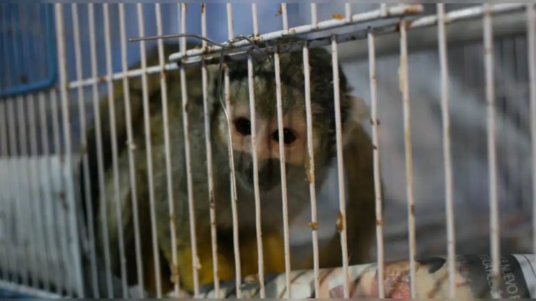 Refuerza operativos contra el tráfico ilegal de fauna silvestre en Perú