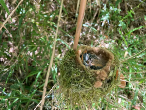 Monumento Natural Contulmo celebra 85 años resguardando biodiversidad en Chile