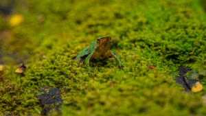 La ranita de Darwin como especie para conservar los bosques templados de Chile