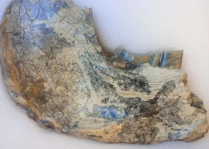 Hallaron en Argentina un fósil de más de 10 mil años y logró ser recuperado