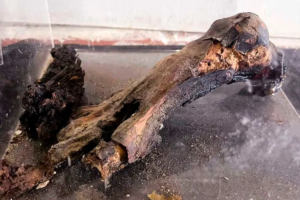 “Pie de momia”: restituyeron a Perú una pieza arqueológica que fue hallada en Argentina