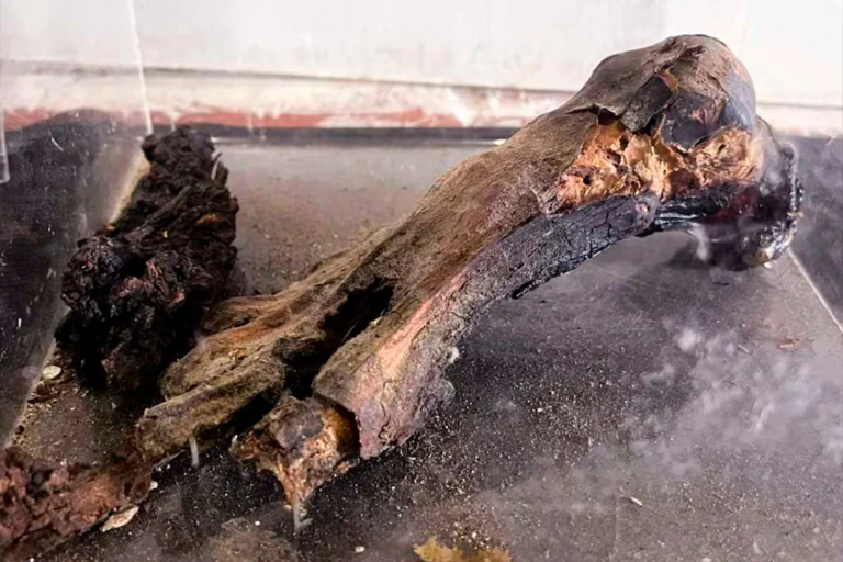 “Pie de momia”: restituyeron a Perú una pieza arqueológica que fue hallada en Argentina