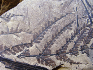 Patrimonio paleobotánico: conociendo los antiguos bosques fósiles de Chile que el tiempo convirtió en piedra